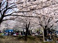 大阪市パンダ公園 花見