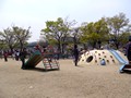 大阪市パンダ公園 花見