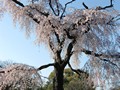 京都 花見 祇園四条駅 円山公園 八坂神社 知恩院