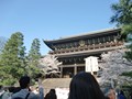 京都 花見 祇園四条駅 円山公園 八坂神社 知恩院