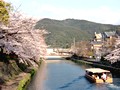 京都 花見 平安神宮