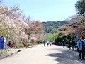 円山公園 お花見