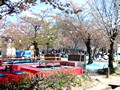 円山公園 お花見