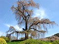 円山公園 お花見