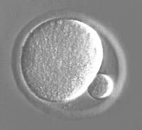 原始卵胞