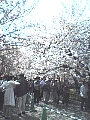 造幣局　桜の通り抜け