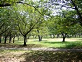 浜寺公園 写真