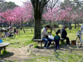 久宝寺緑地公園 お花