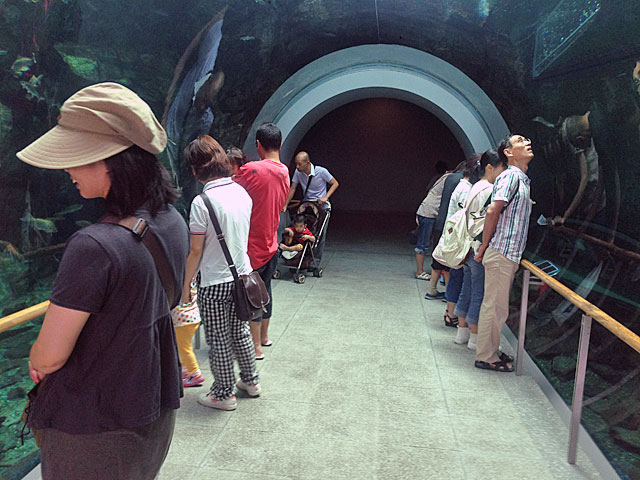 琵琶湖博物館 水族館