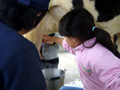 大阪府民牧場 牛の乳搾り体験