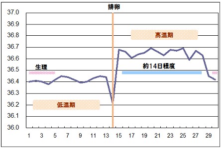 基礎体温と排卵周期