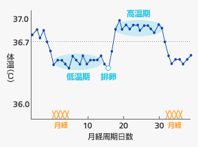 基礎体温(排卵周期)